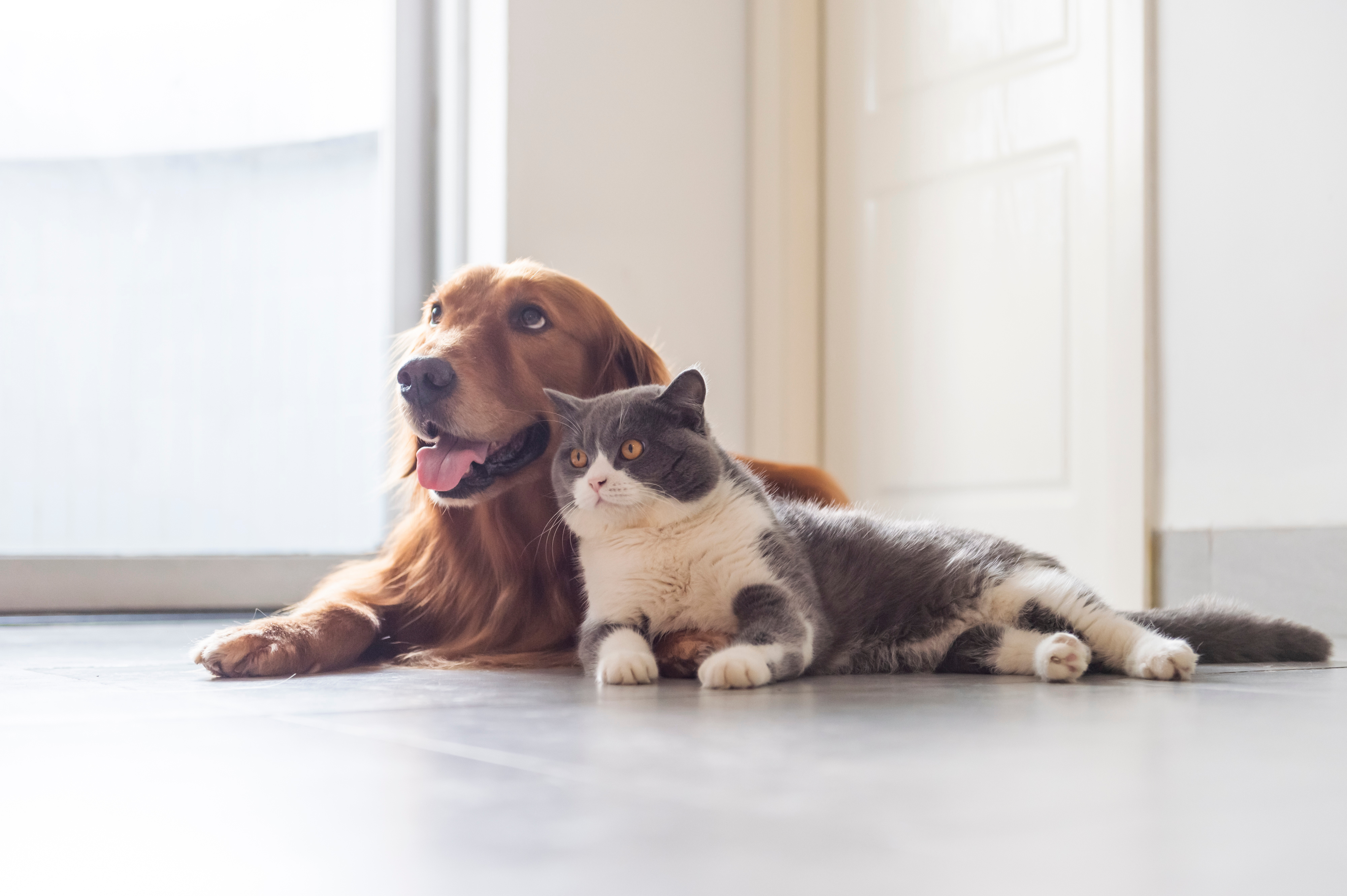 image of pets